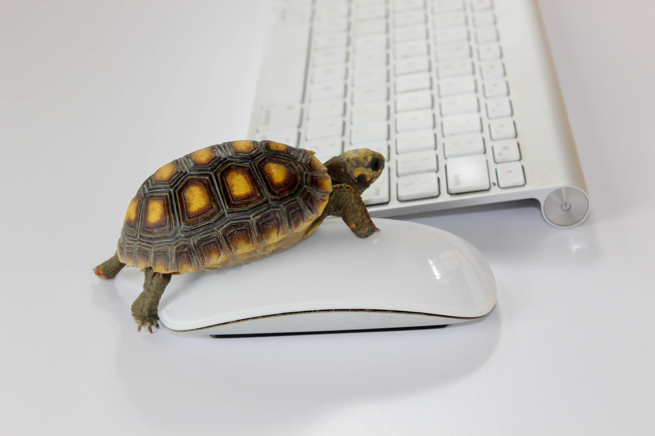 Pse webaqja juaj e WordPress është e ngadaltë
